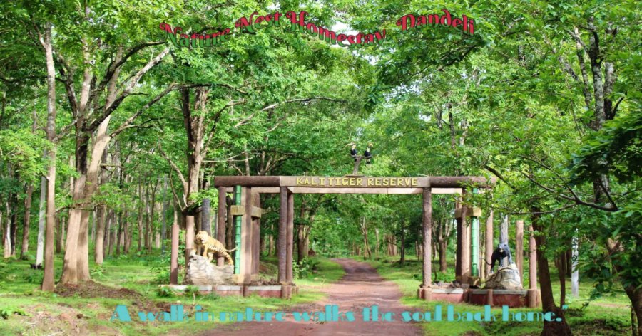 Take a look at the enchanting Dandeli.- linkup  fills you up inside.