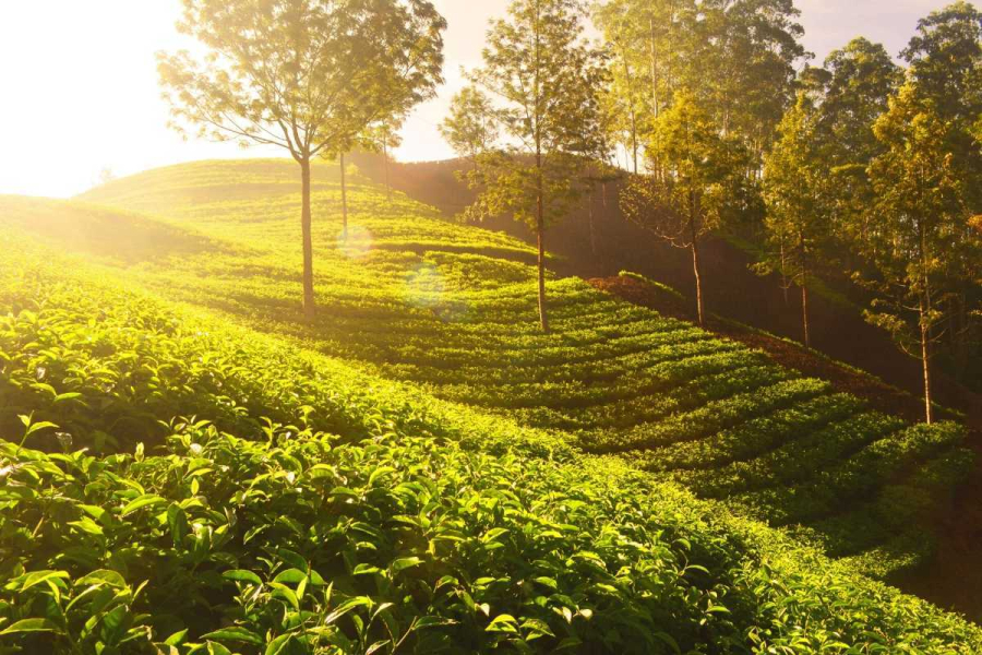 Chikmagalur - the true paradise and coffee land of the Western Ghats of Karnataka